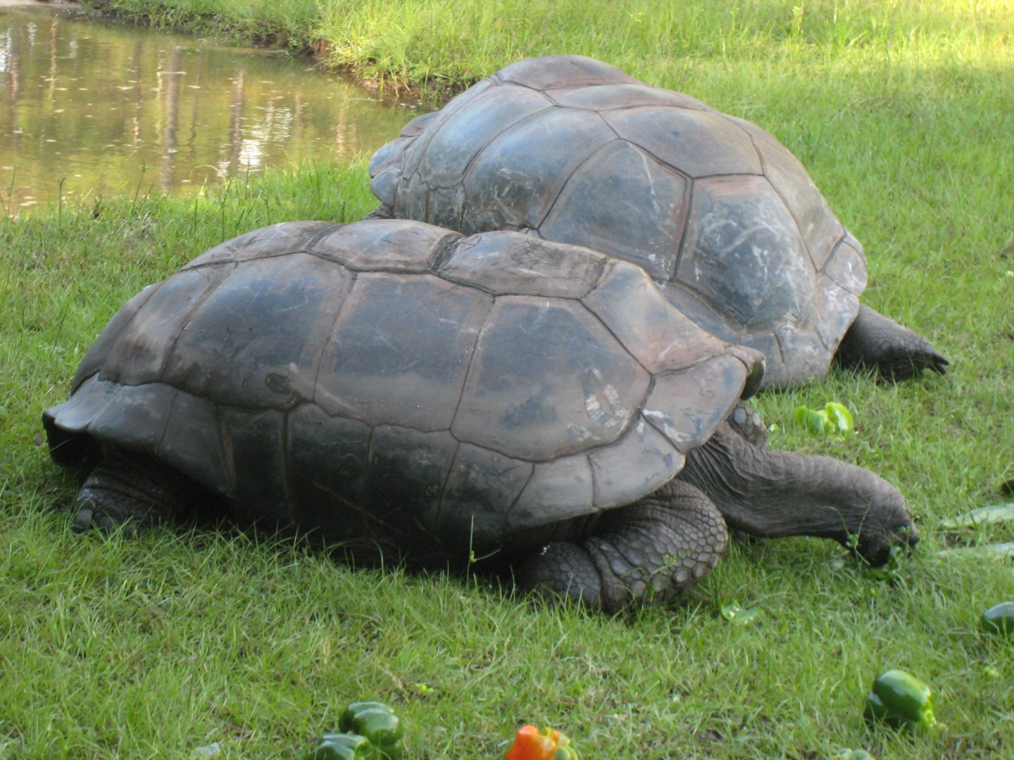 ALDABRA BREEDER