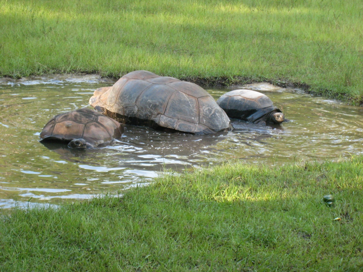 ALDABRA BREEDER