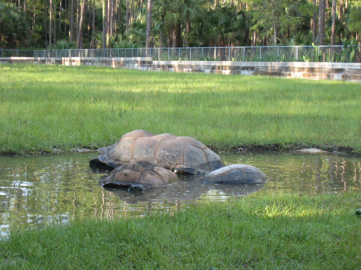 ALDABRA BREEDER