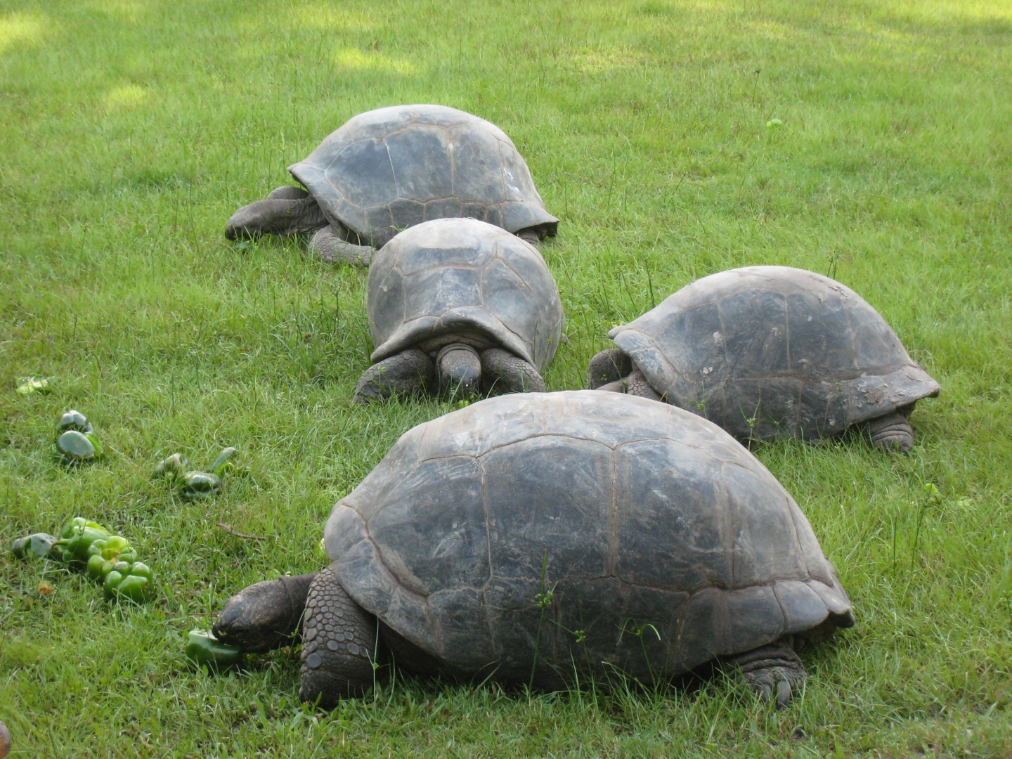 ALDABRA BREEDER