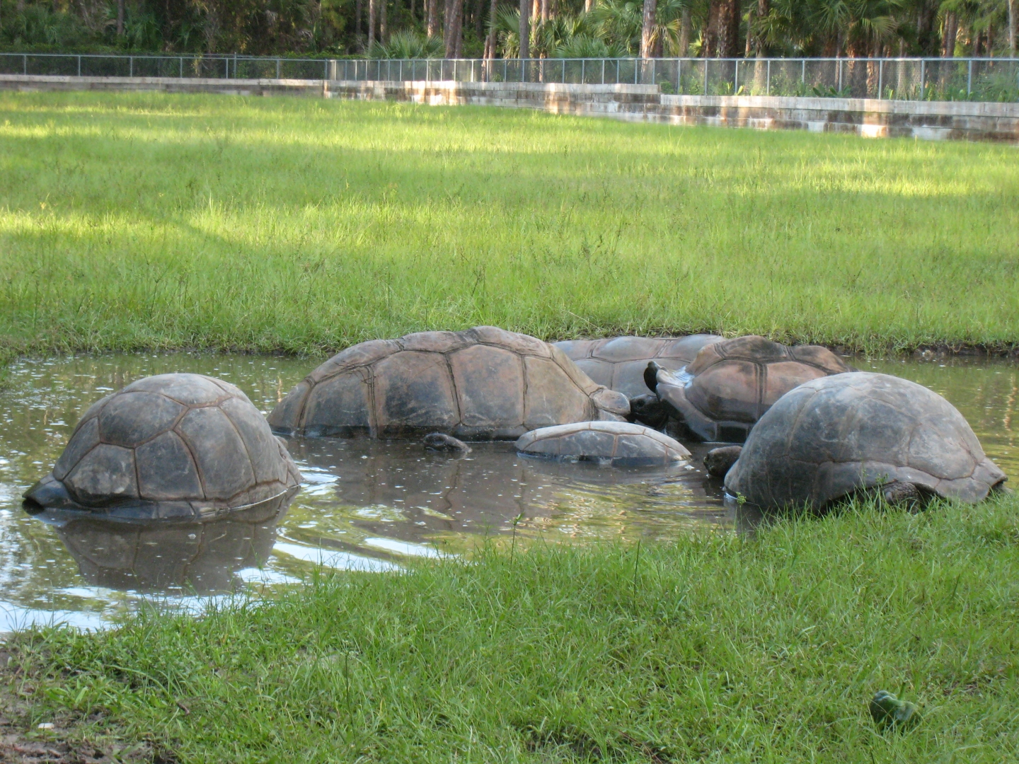 ALDABRA BREEDER