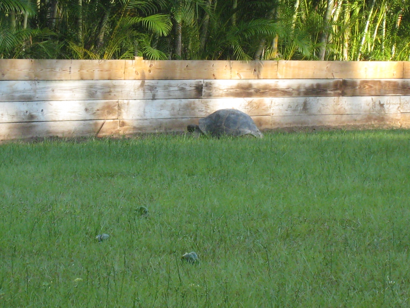 ALDABRA BREEDER