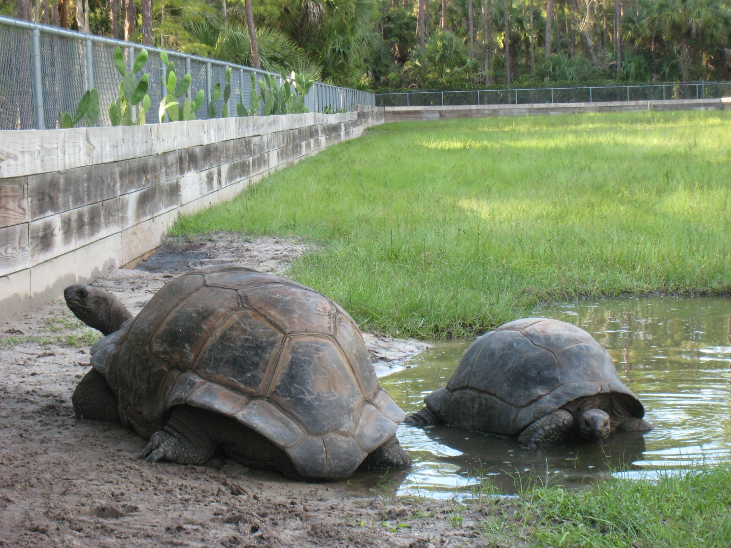 ALDABRA BREEDER