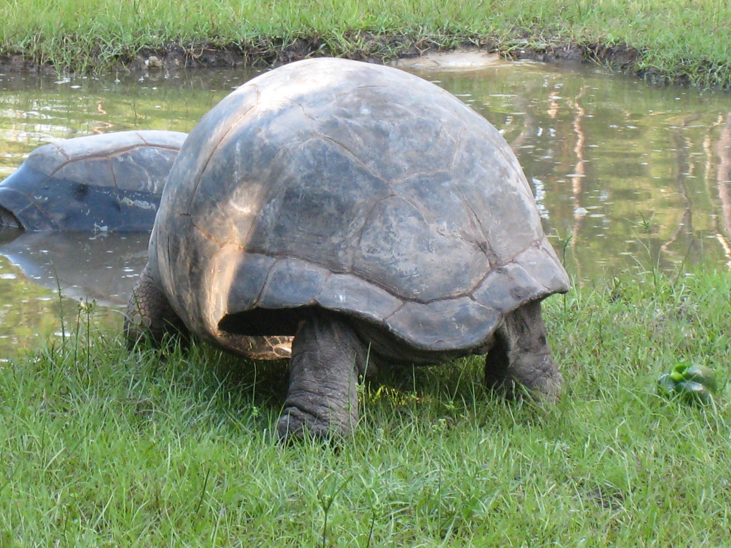 ALDABRA BREEDER