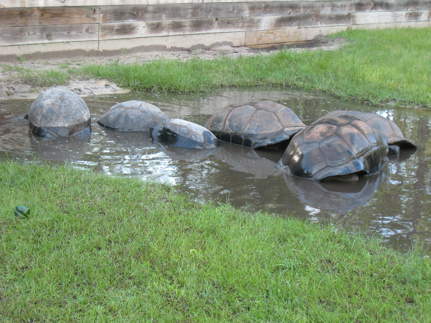 ALDABRA BREEDER