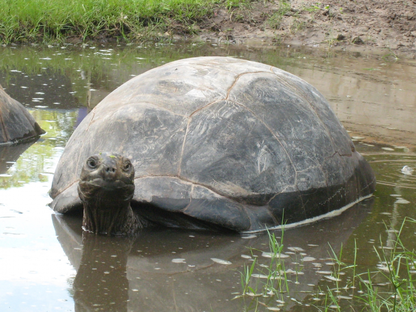 ALDABRA BREEDER