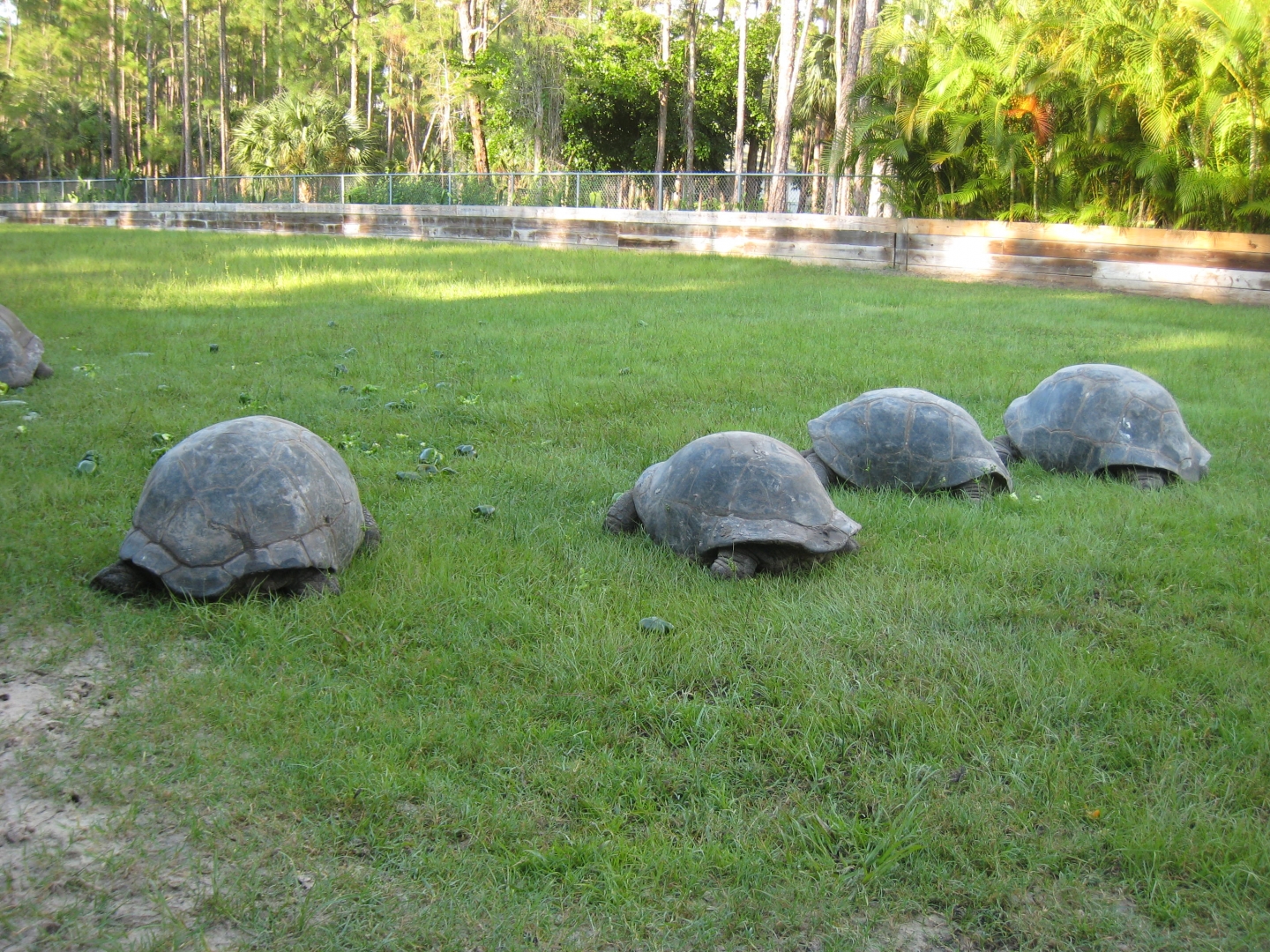 ALDABRA BREEDER