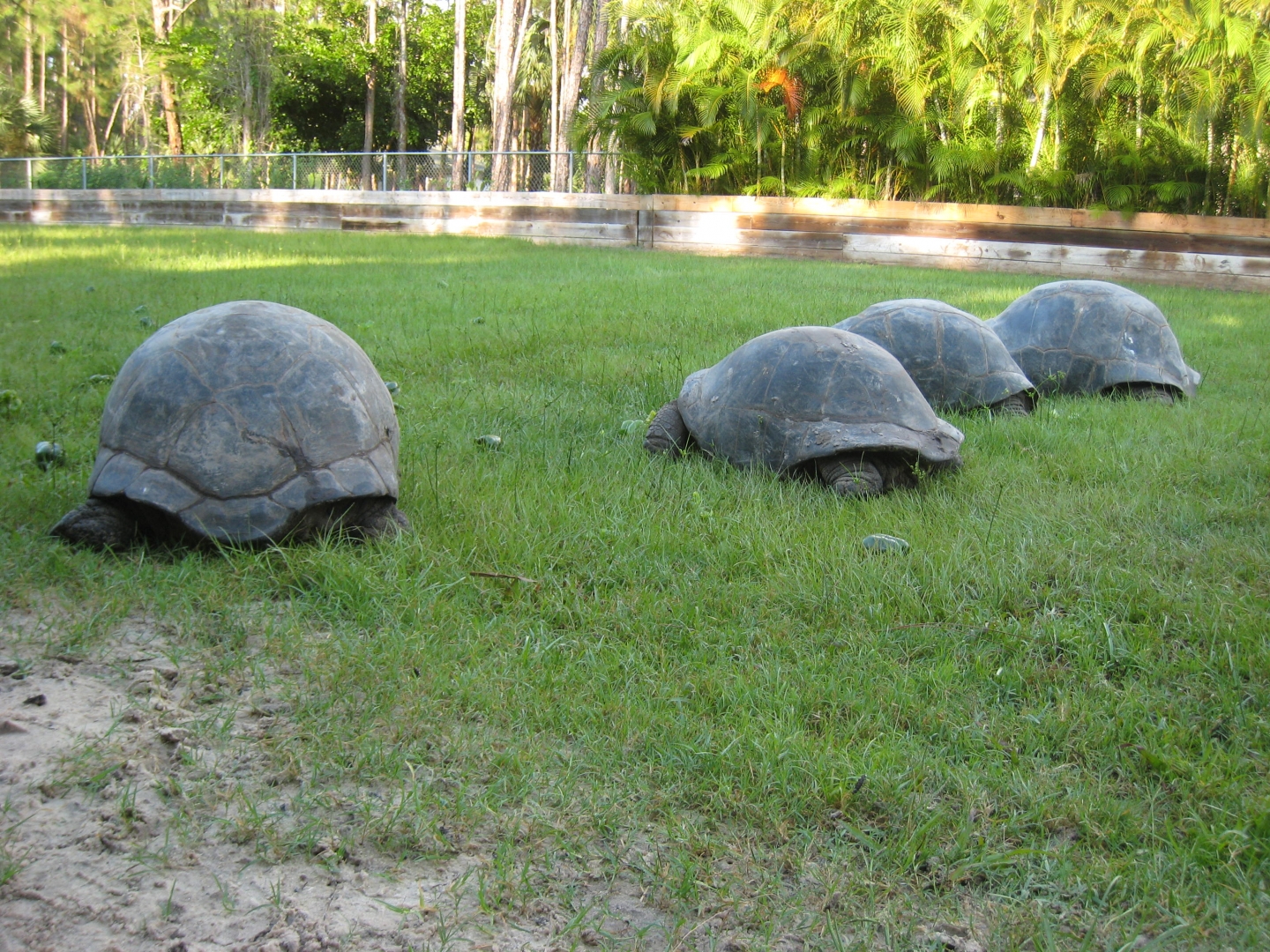 ALDABRA BREEDER