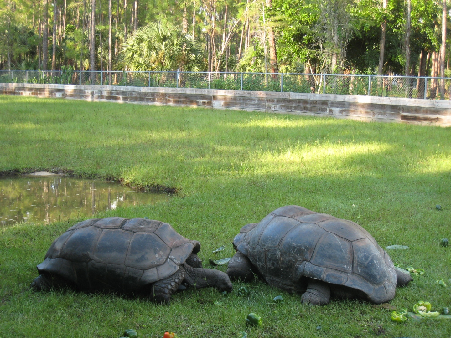 ALDABRA BREEDER