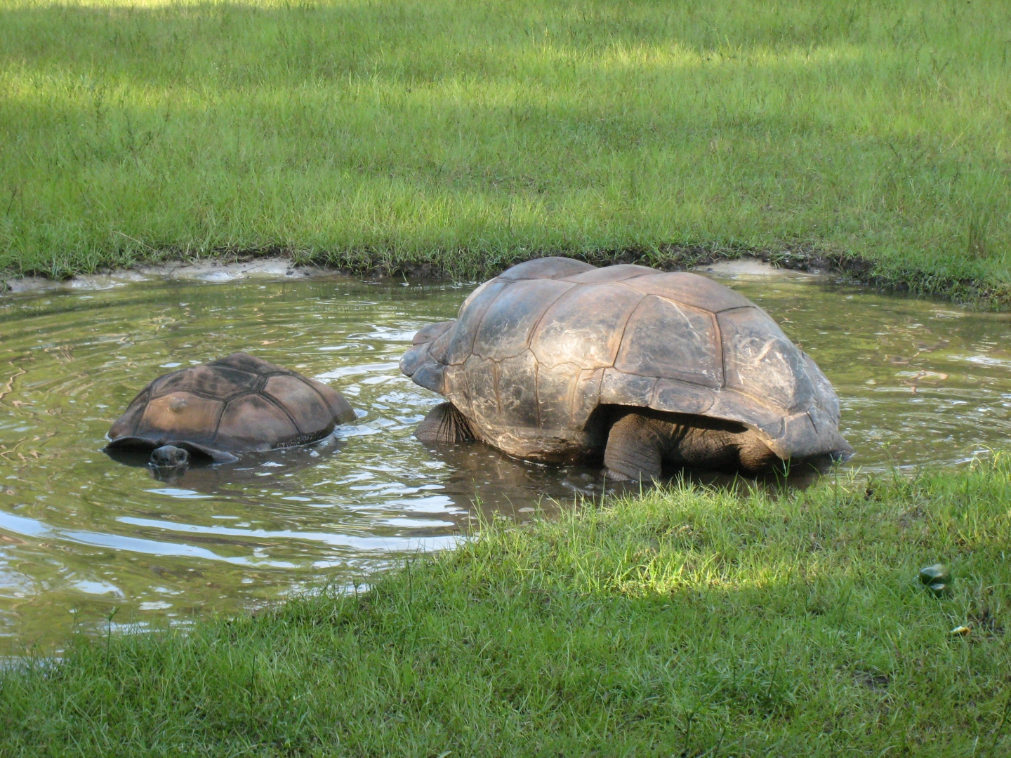 ALDABRA BREEDER