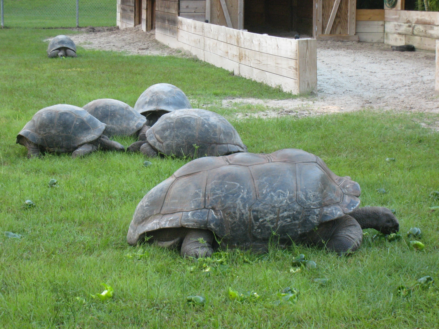 ALDABRA BREEDER