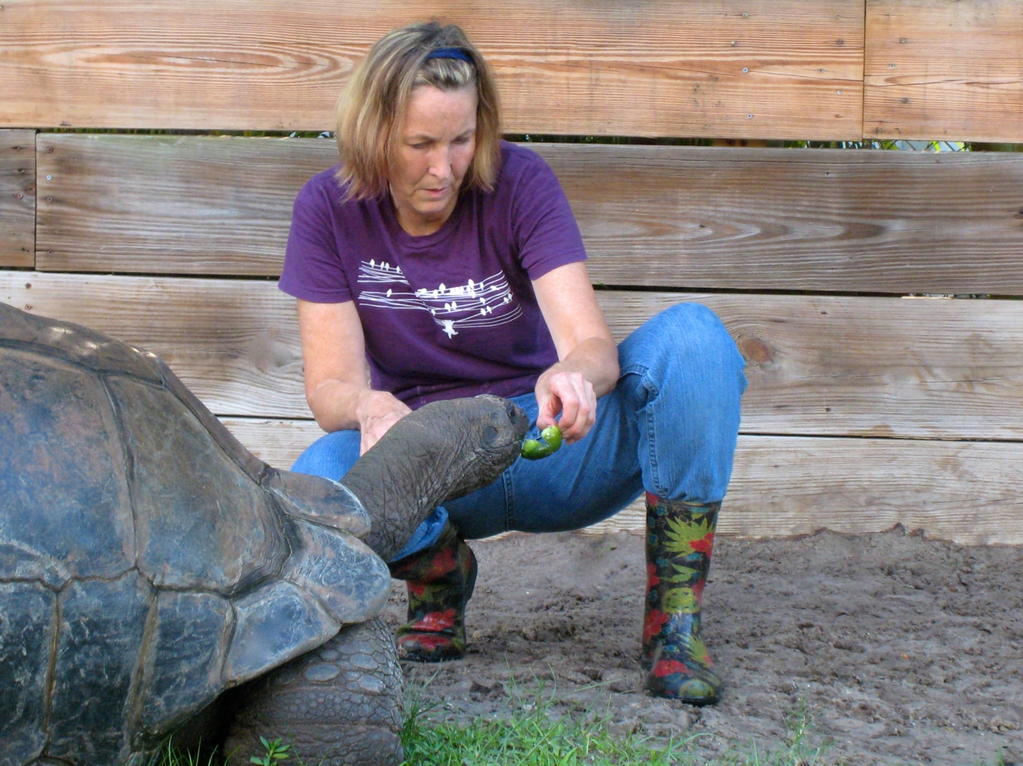 ALDABRA BREEDER