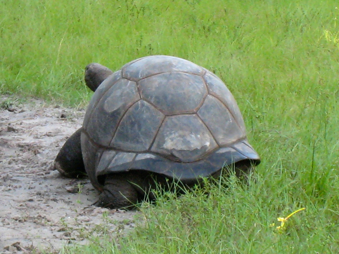 ALDABRA BREEDER