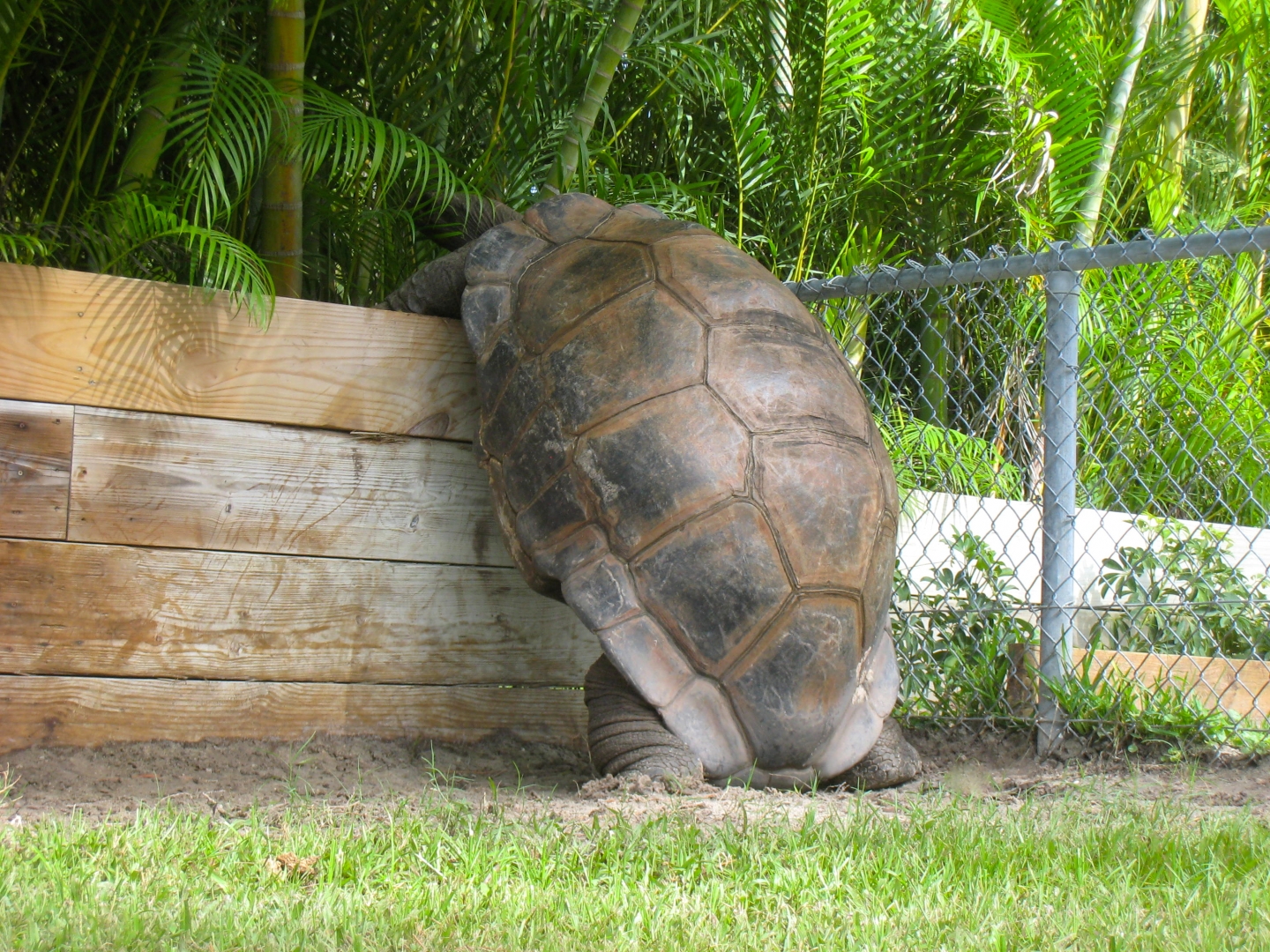 ALDABRA BREEDER