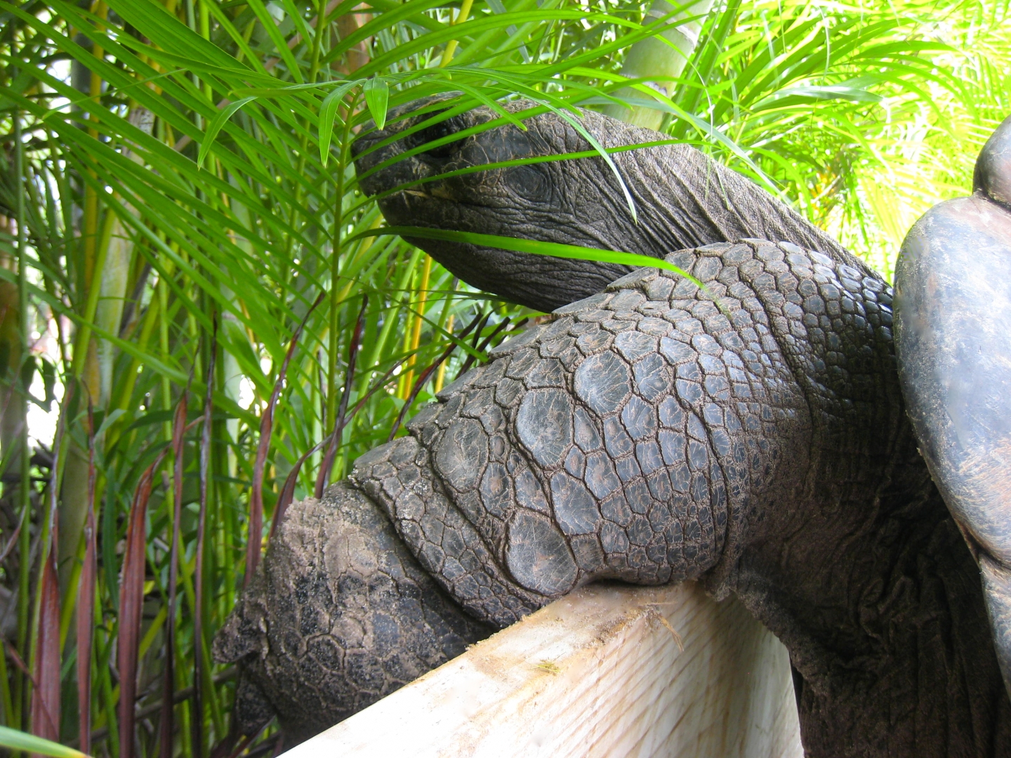 ALDABRA BREEDER