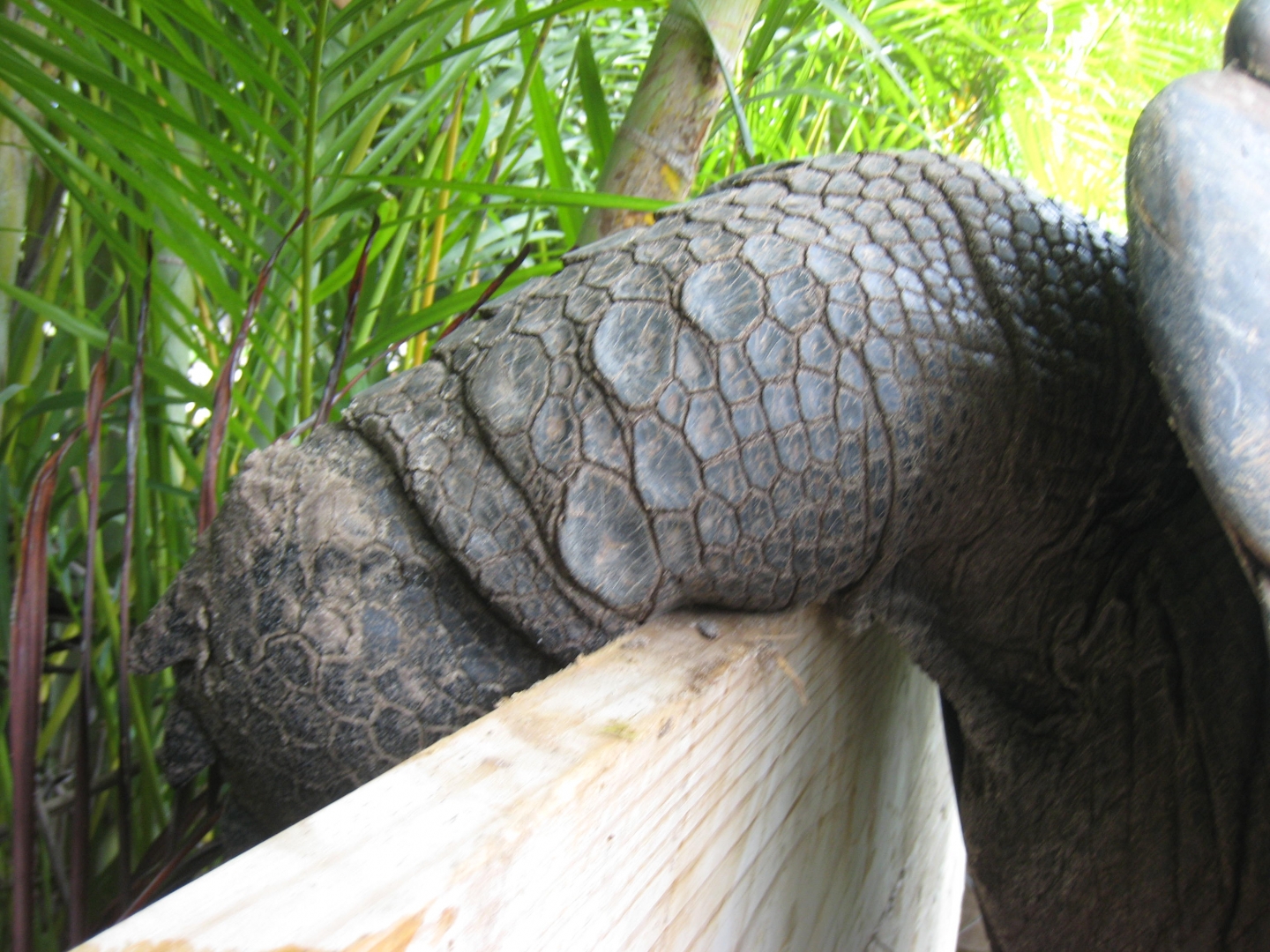 ALDABRA BREEDER