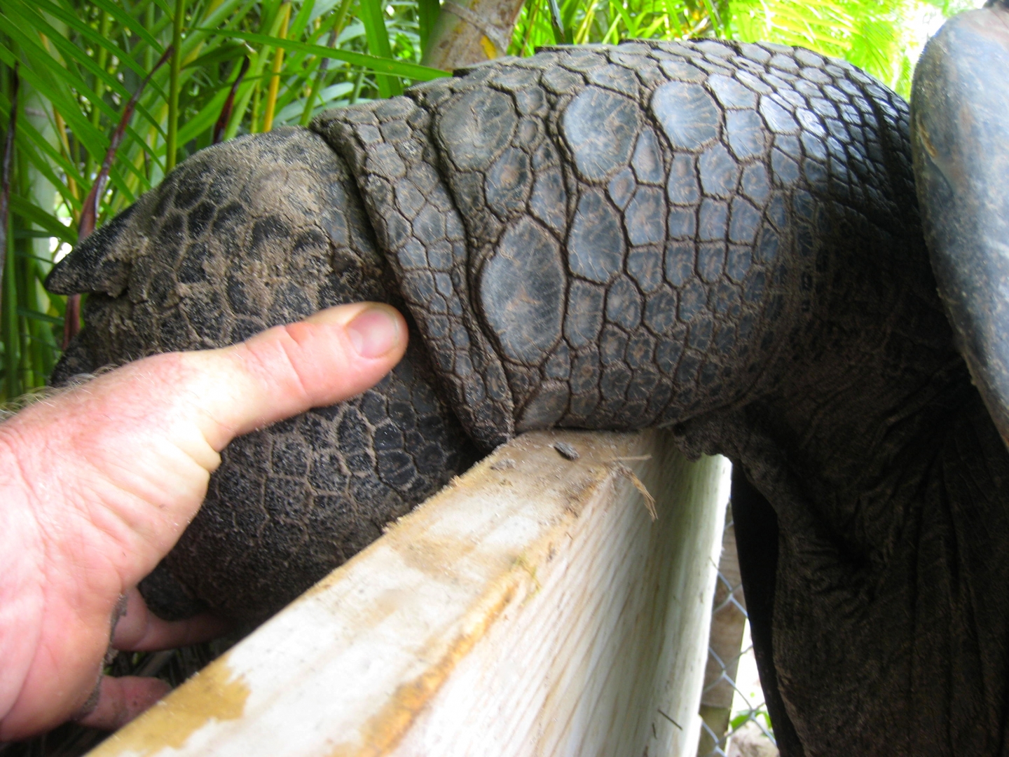 ALDABRA BREEDER