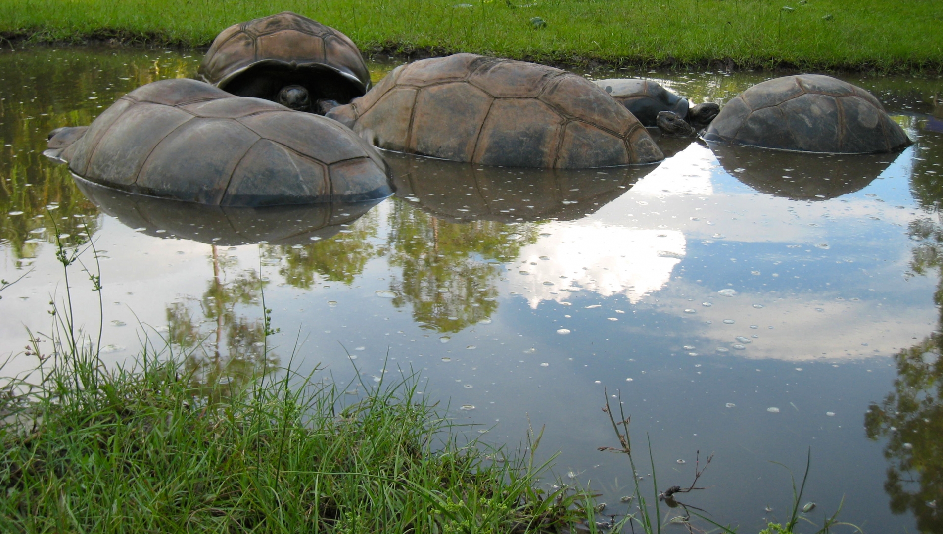 ALDABRA BREEDER