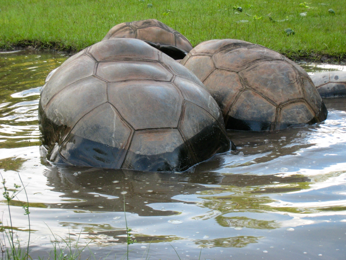 ALDABRA BREEDER