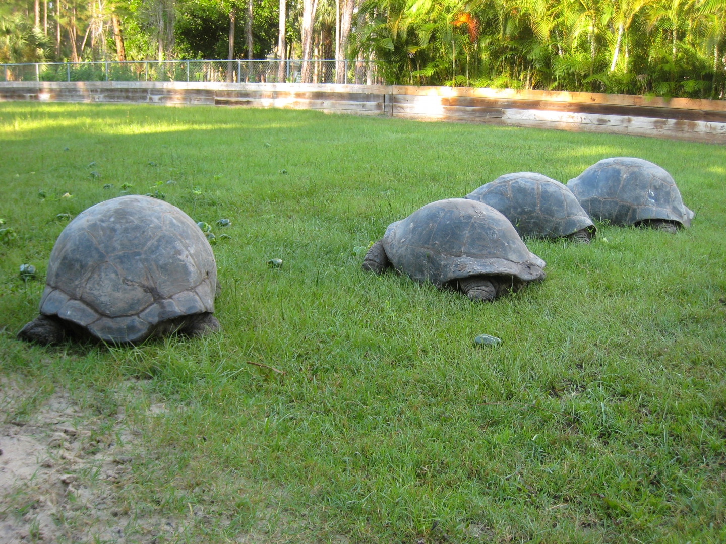 ALDABRA BREEDER
