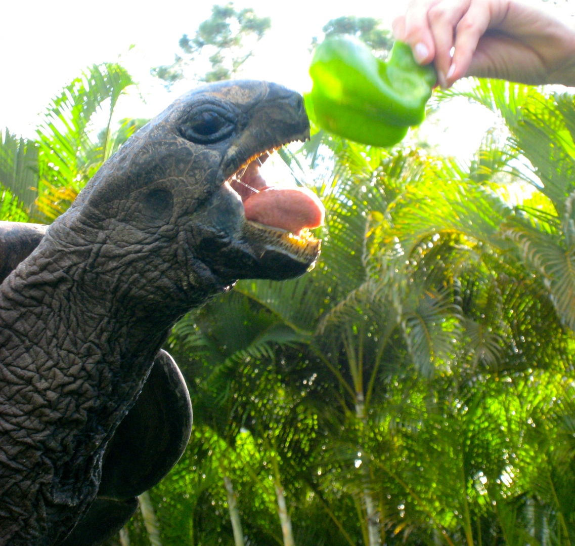 ALDABRA BREEDER