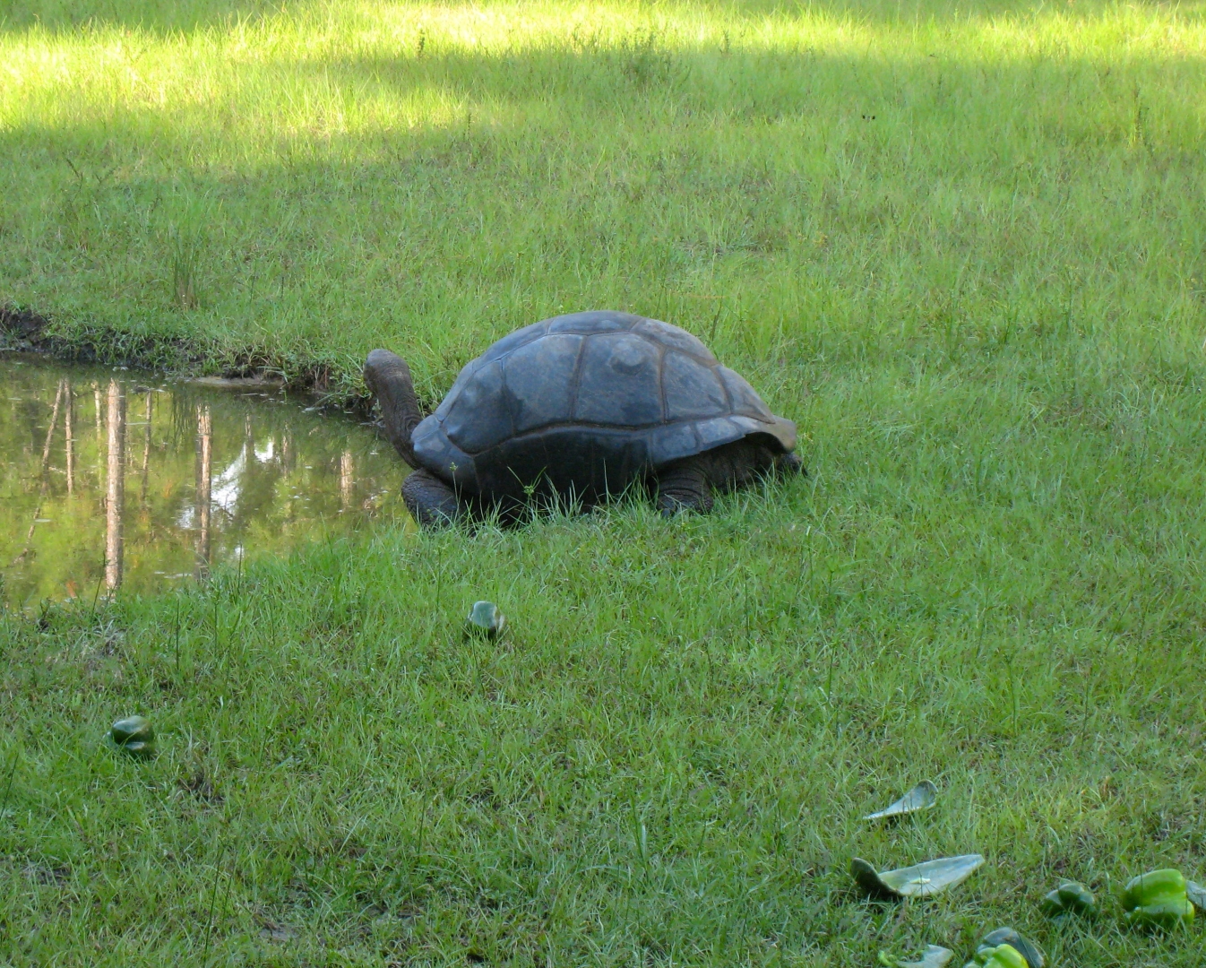 ALDABRA BREEDER