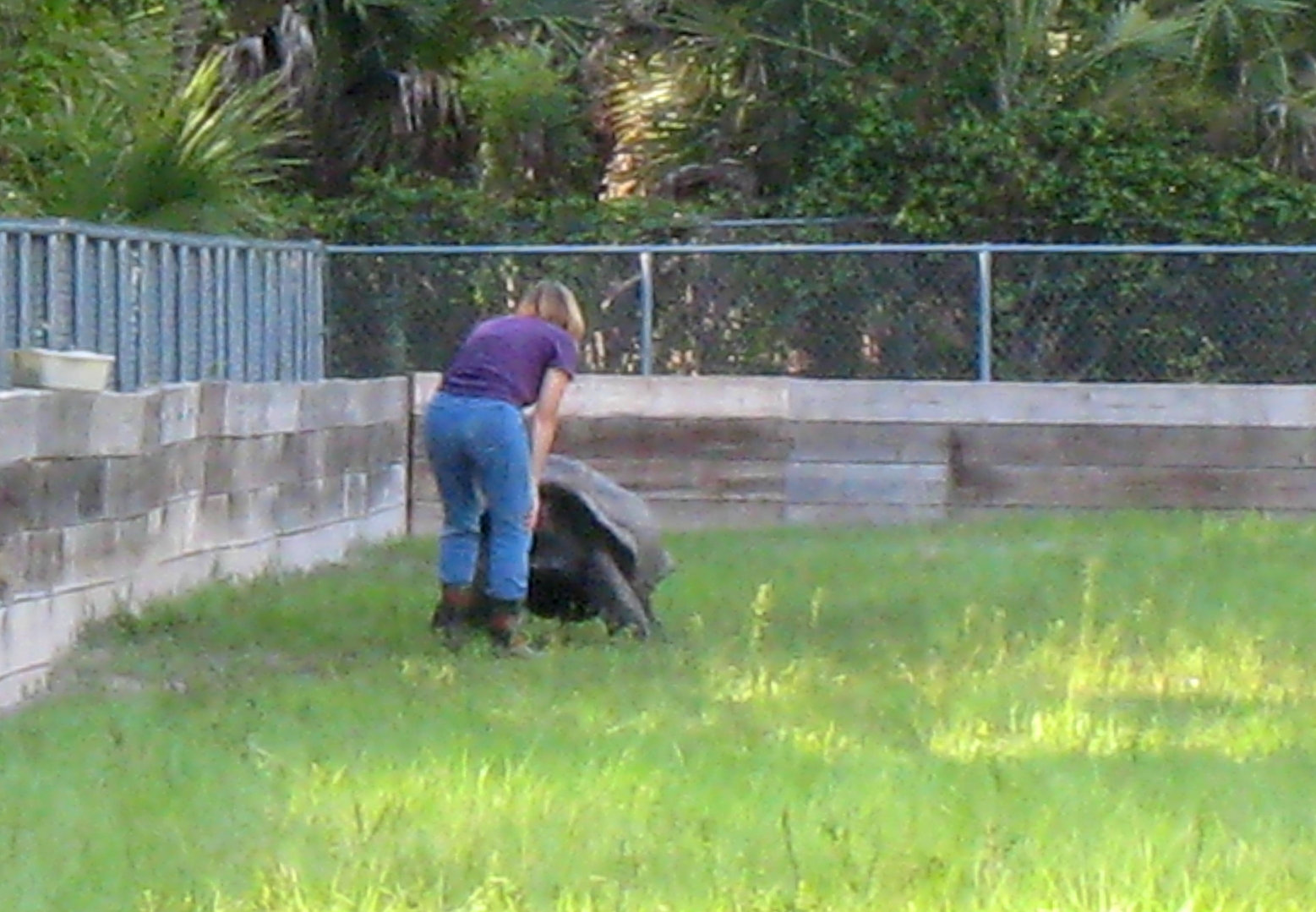 ALDABRA BREEDER