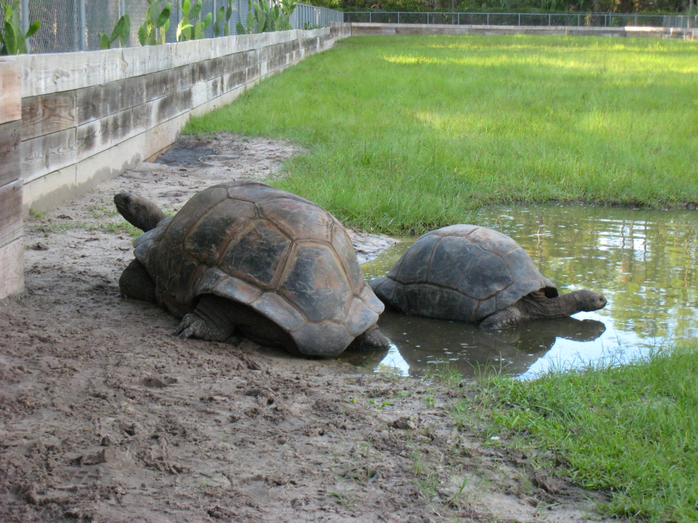 ALDABRA BREEDER