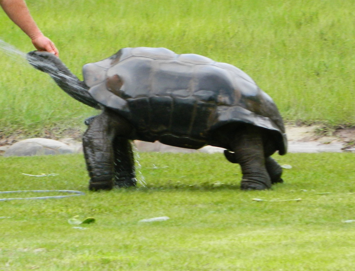ALDABRA BREEDER