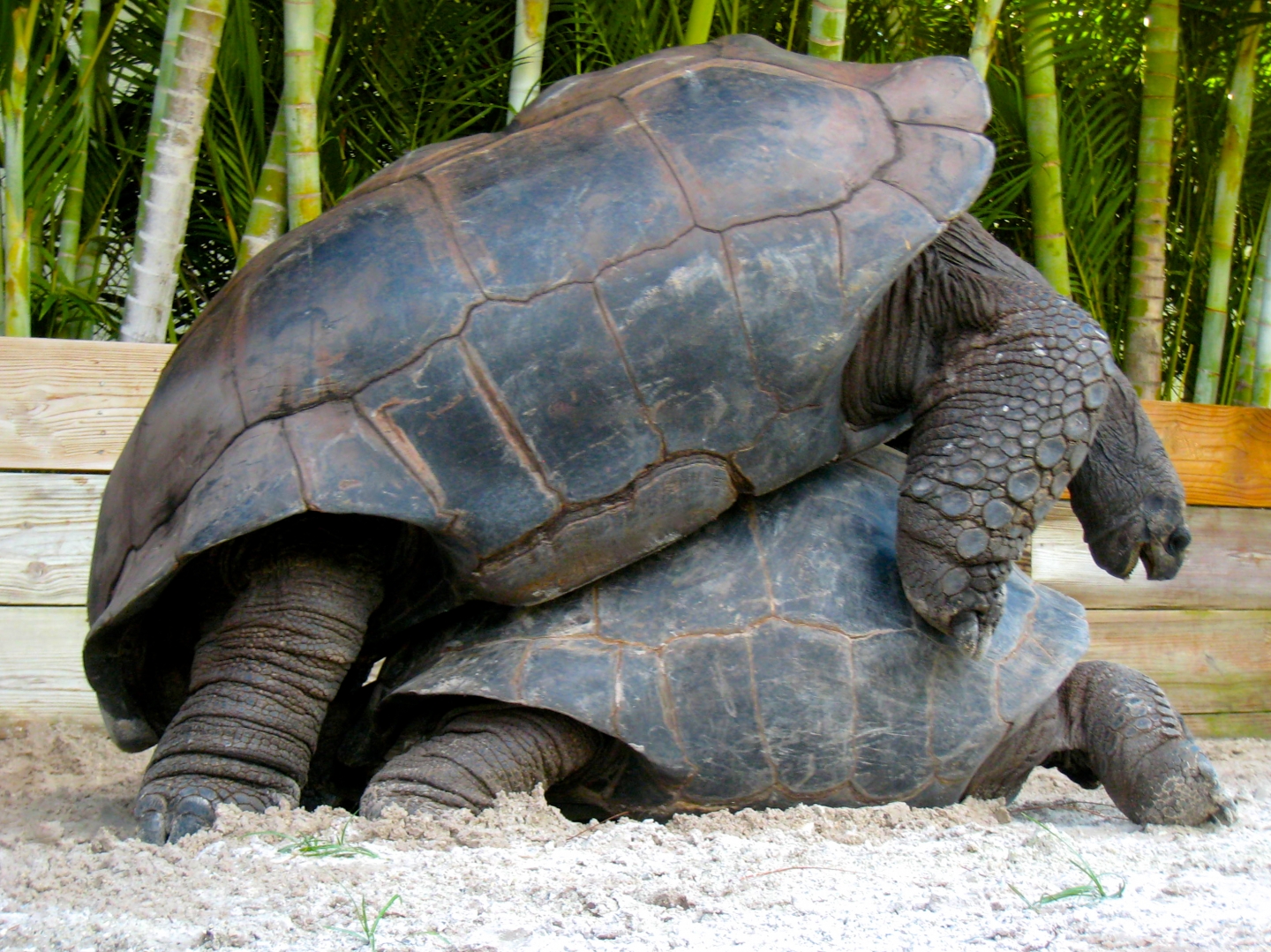 ALDABRA BREEDER