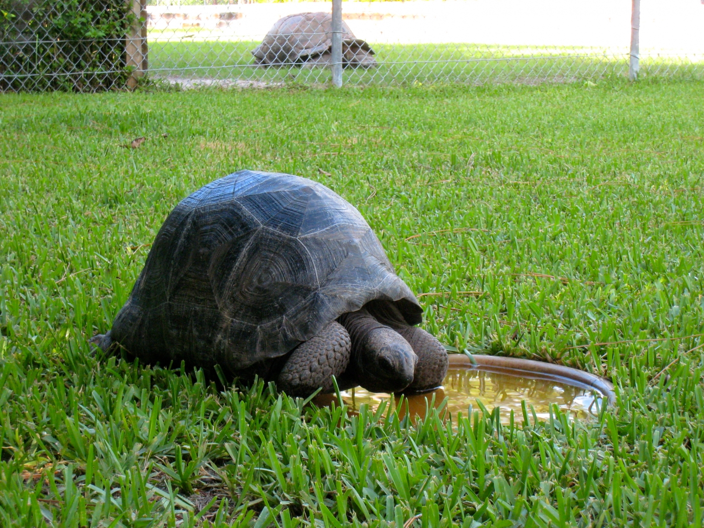 ALDABRA BREEDER