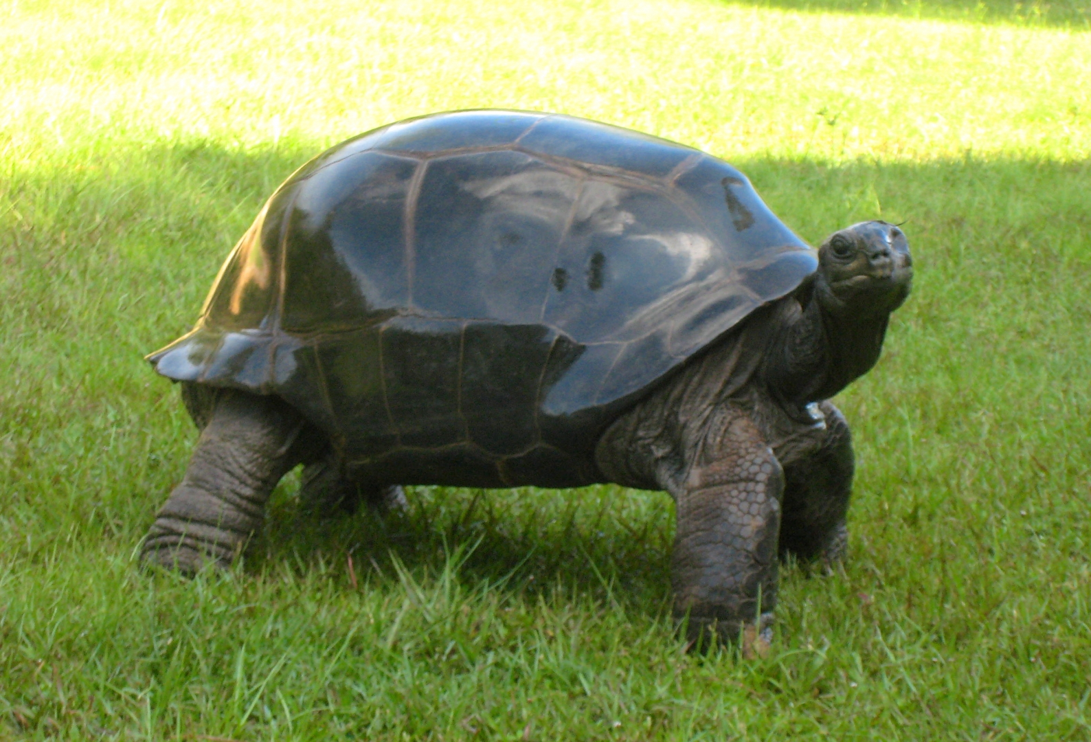 ALDABRA BREEDER