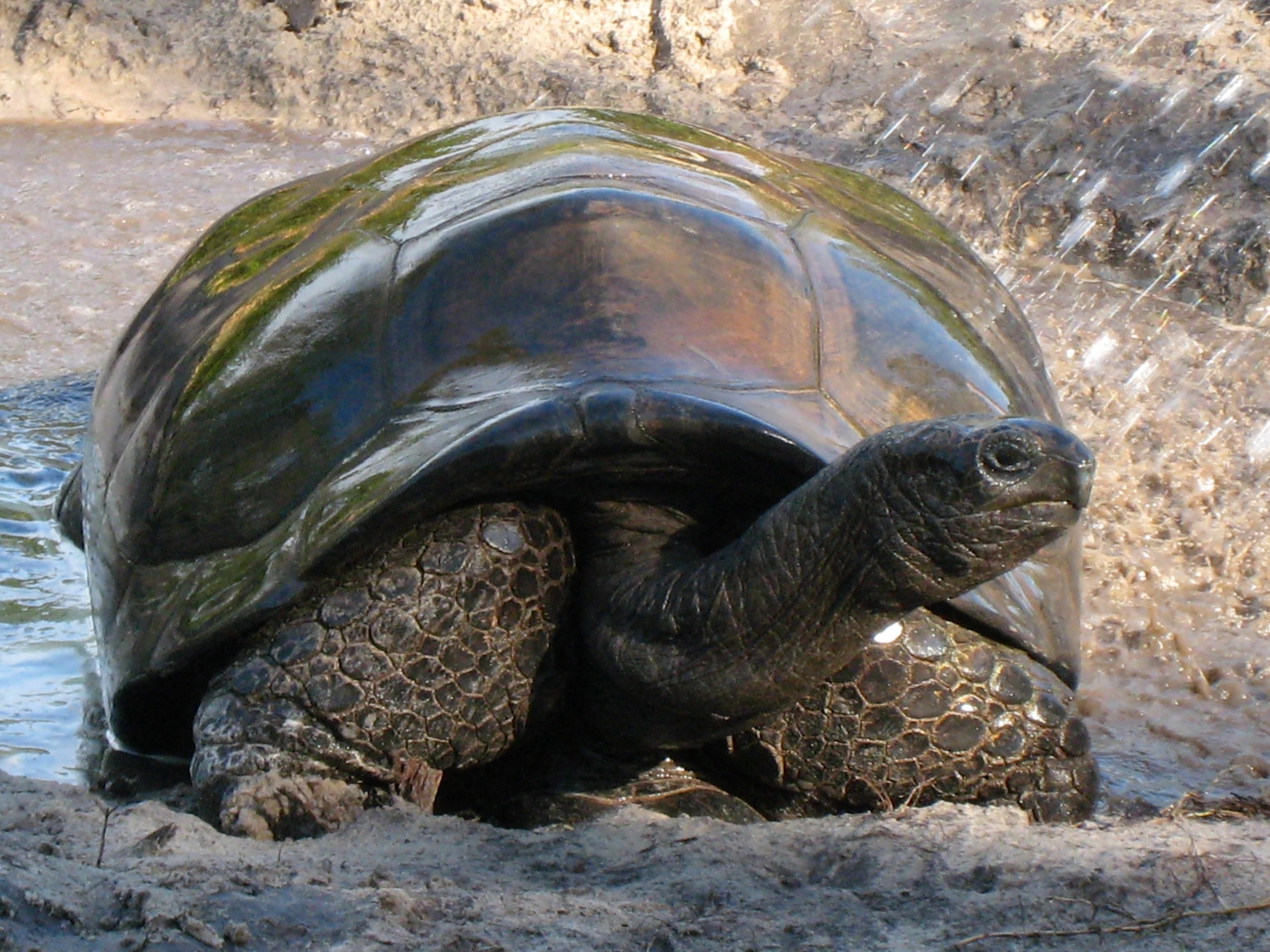 ALDABRA BREEDER