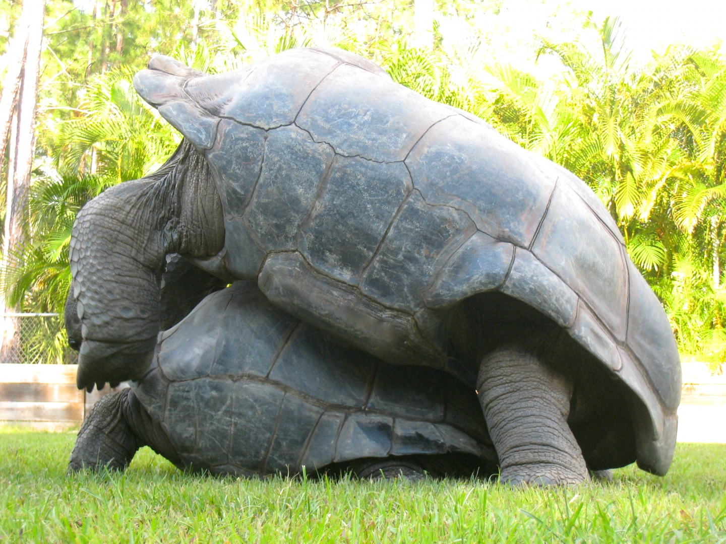 ALDABRA BREEDER