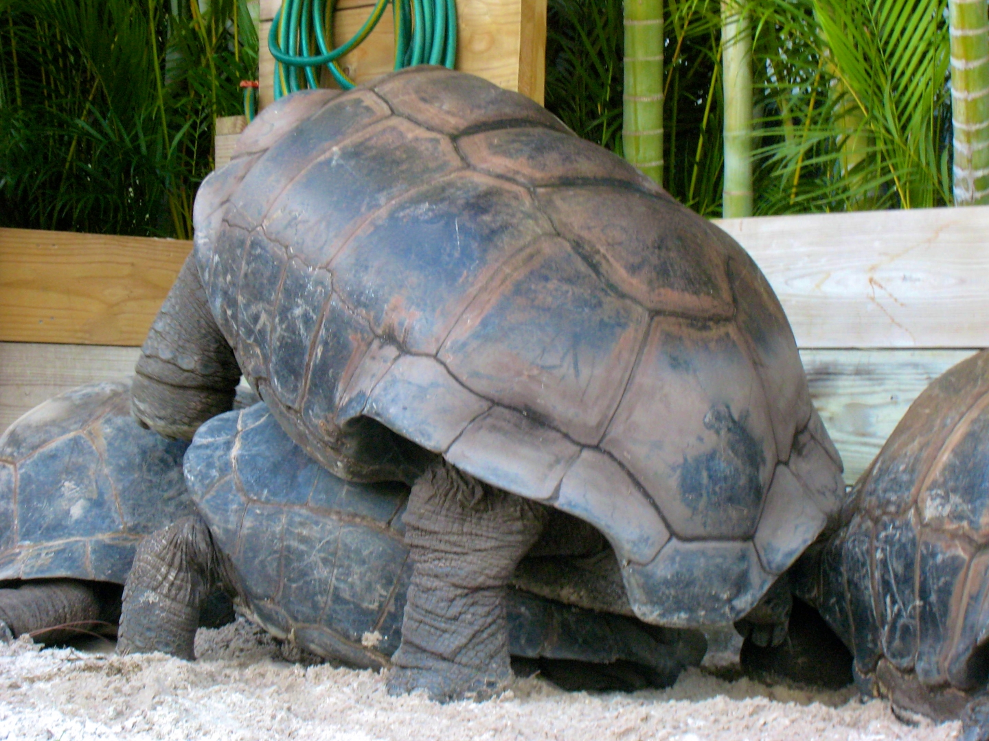 ALDABRA BREEDER