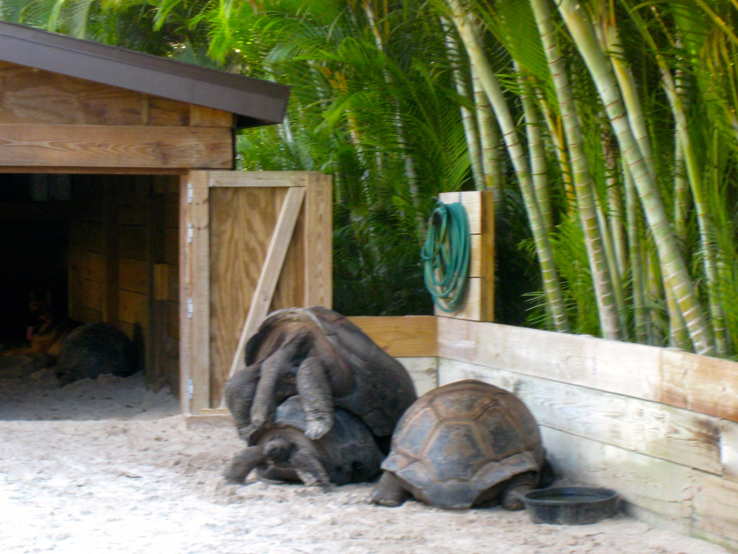 ALDABRA BREEDER