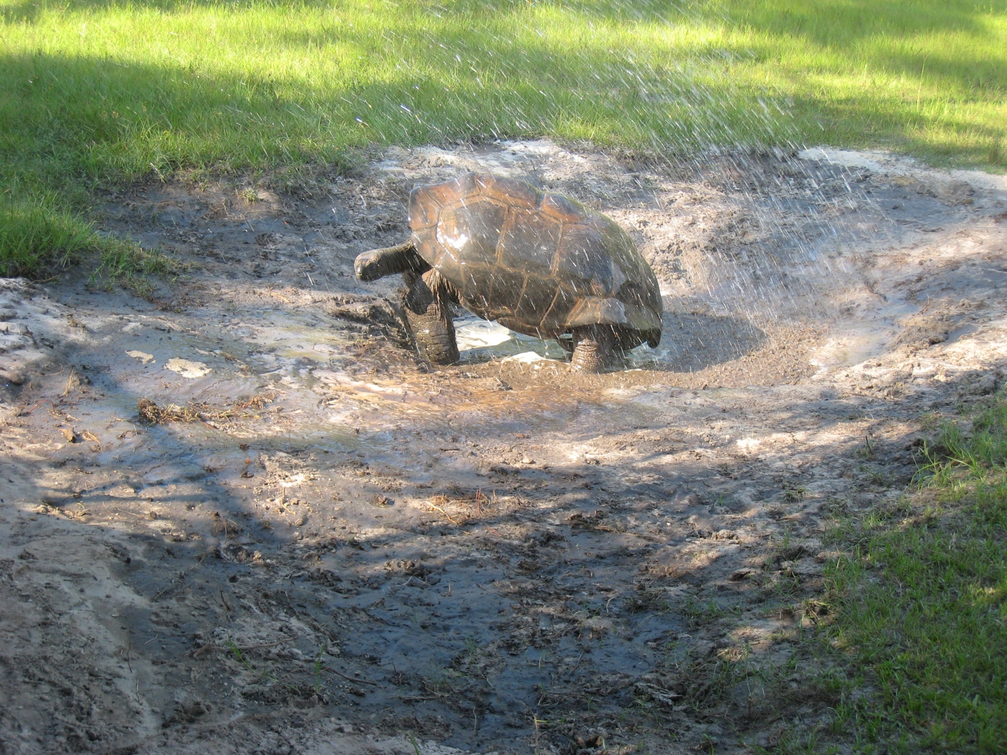 ALDABRA BREEDER