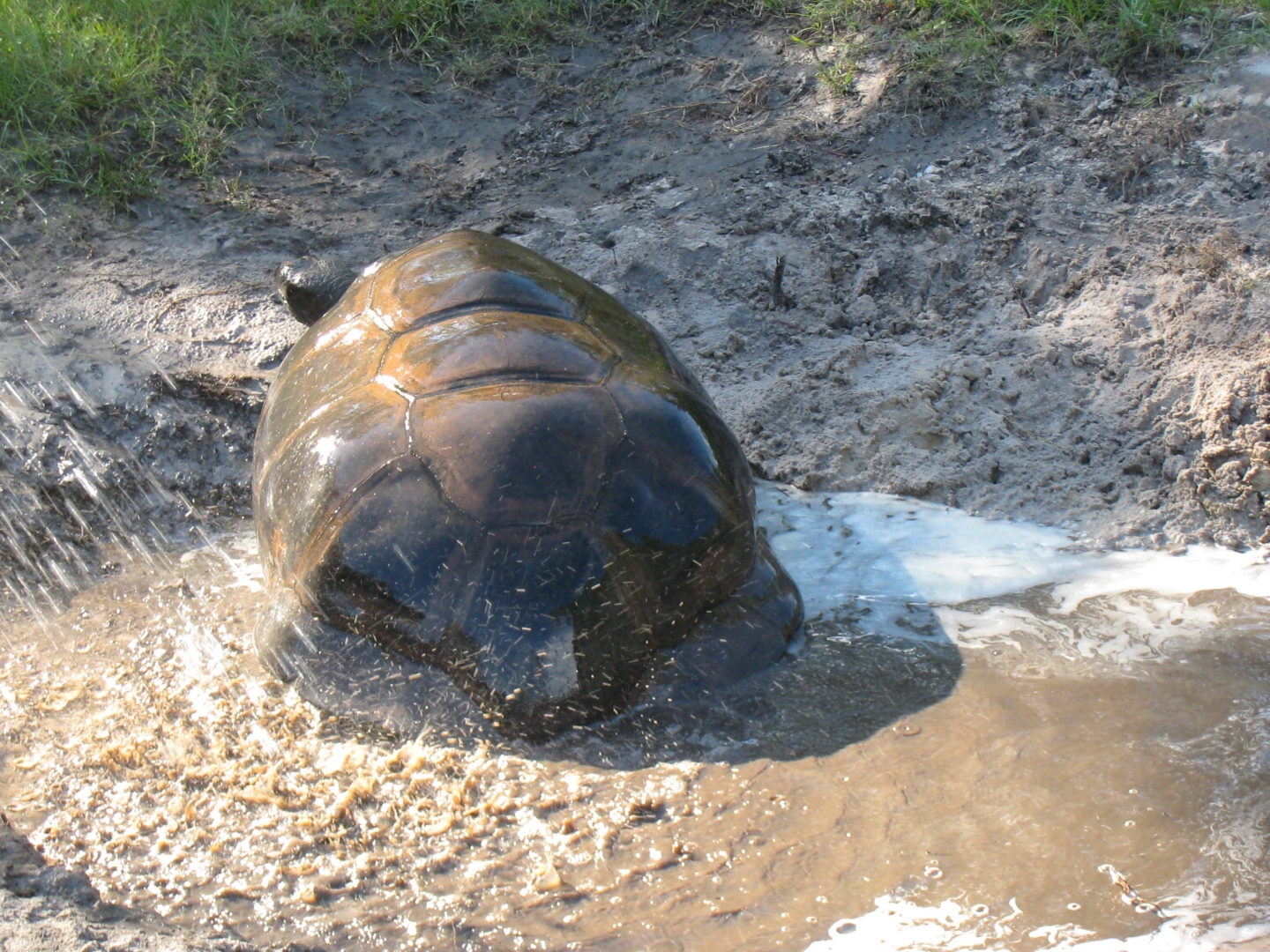 ALDABRA BREEDER