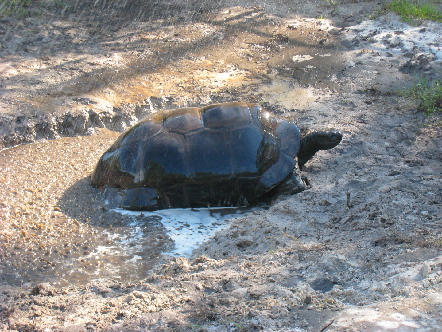 ALDABRA BREEDER