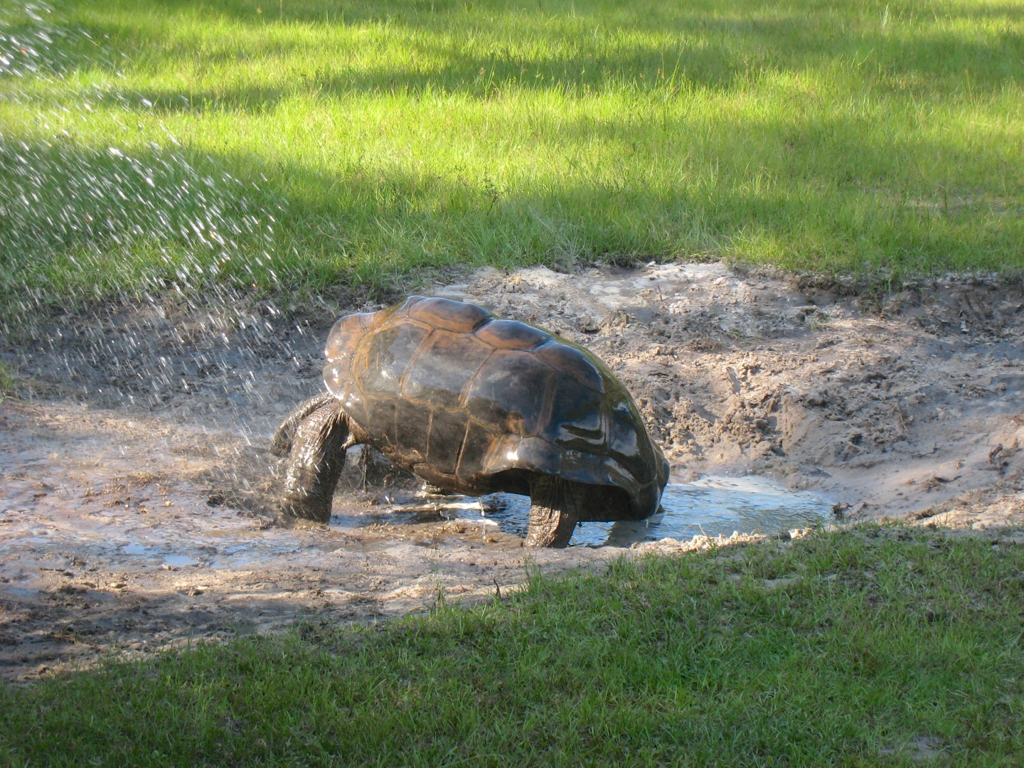 ALDABRA BREEDER