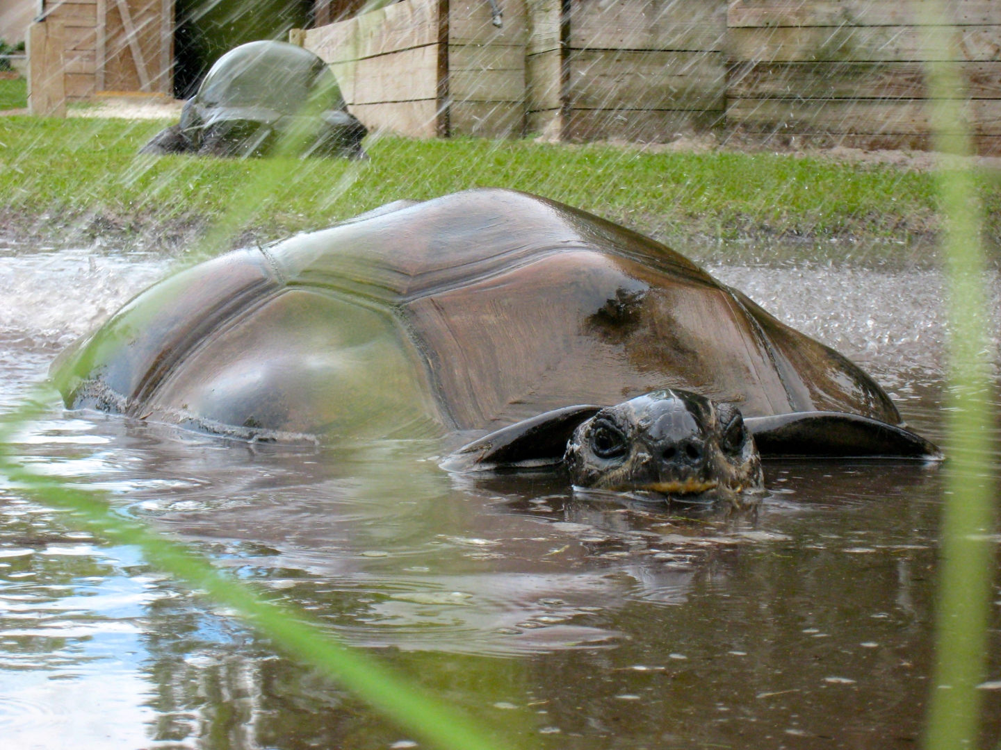 ALDABRA BREEDER