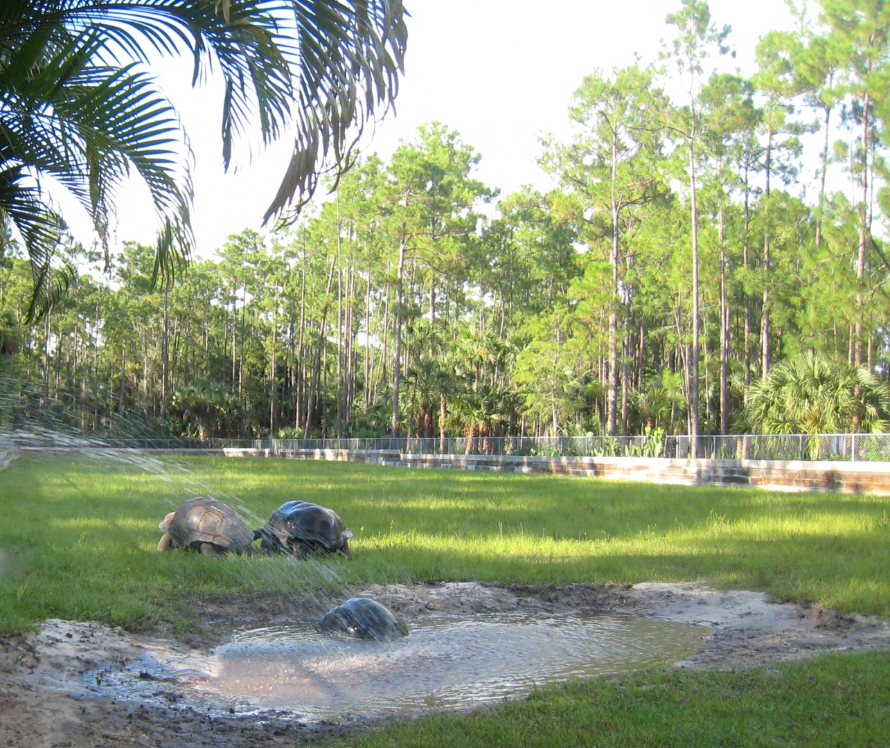 ALDABRA BREEDER
