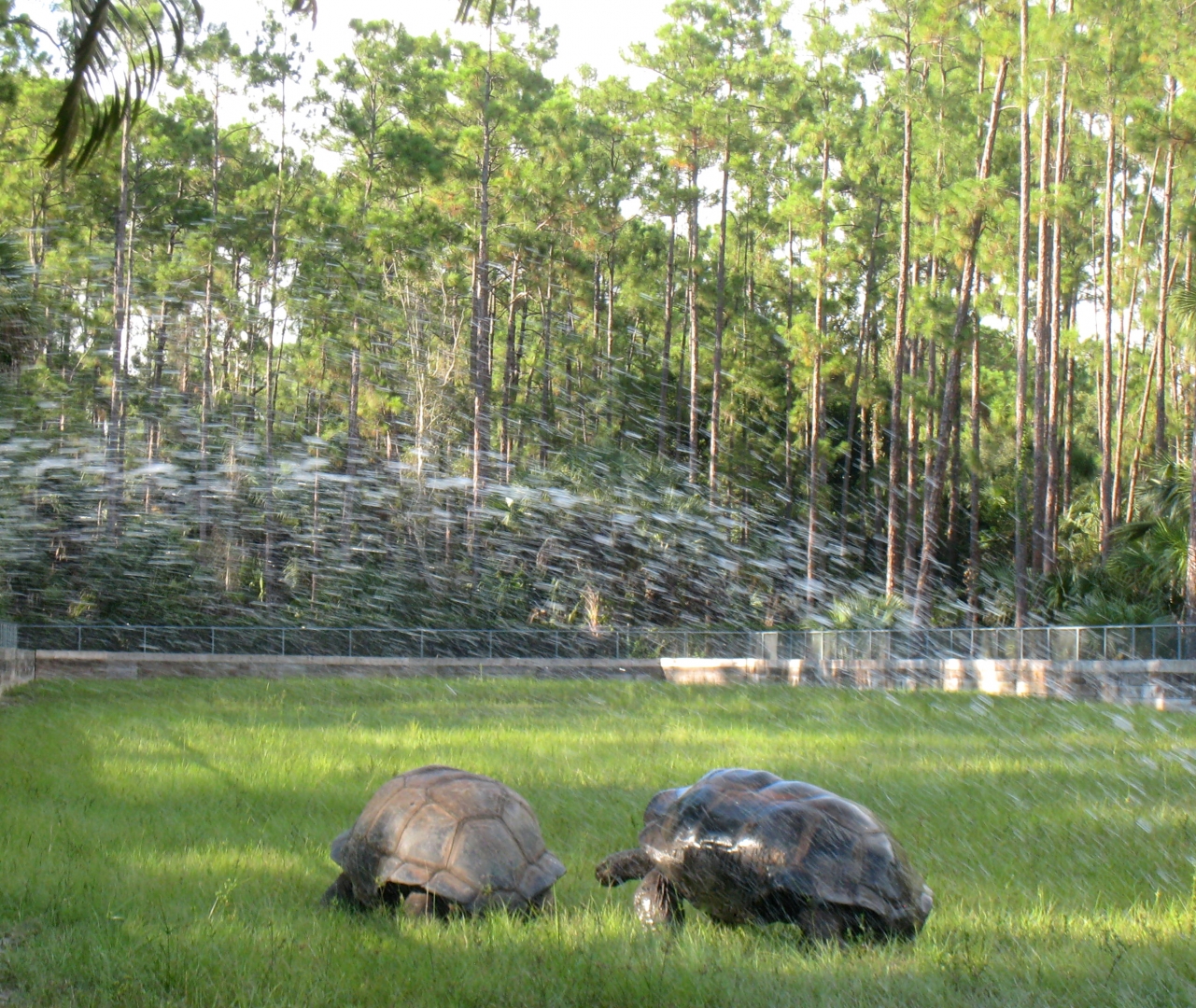 ALDABRA BREEDER