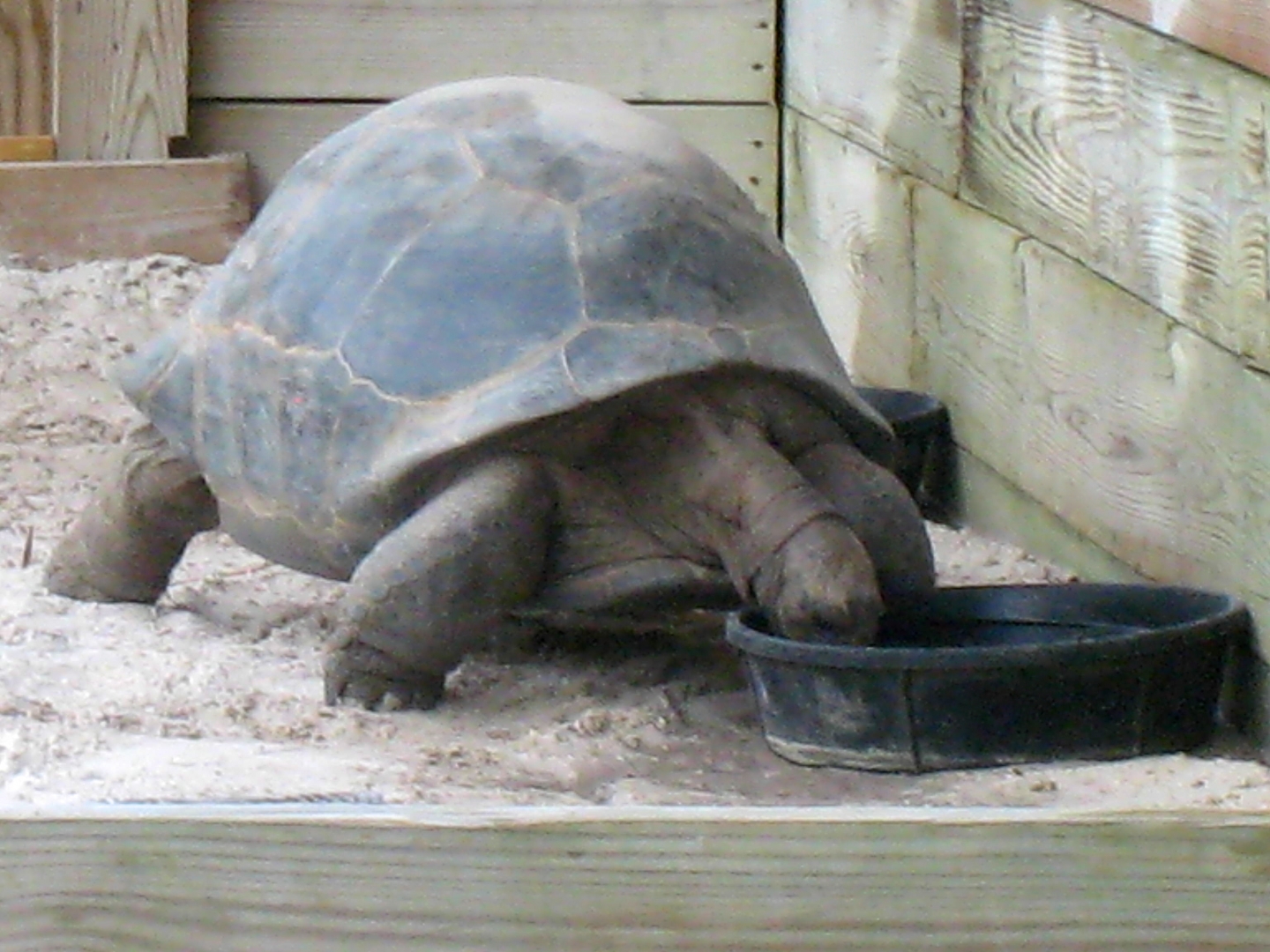 ALDABRA BREEDER