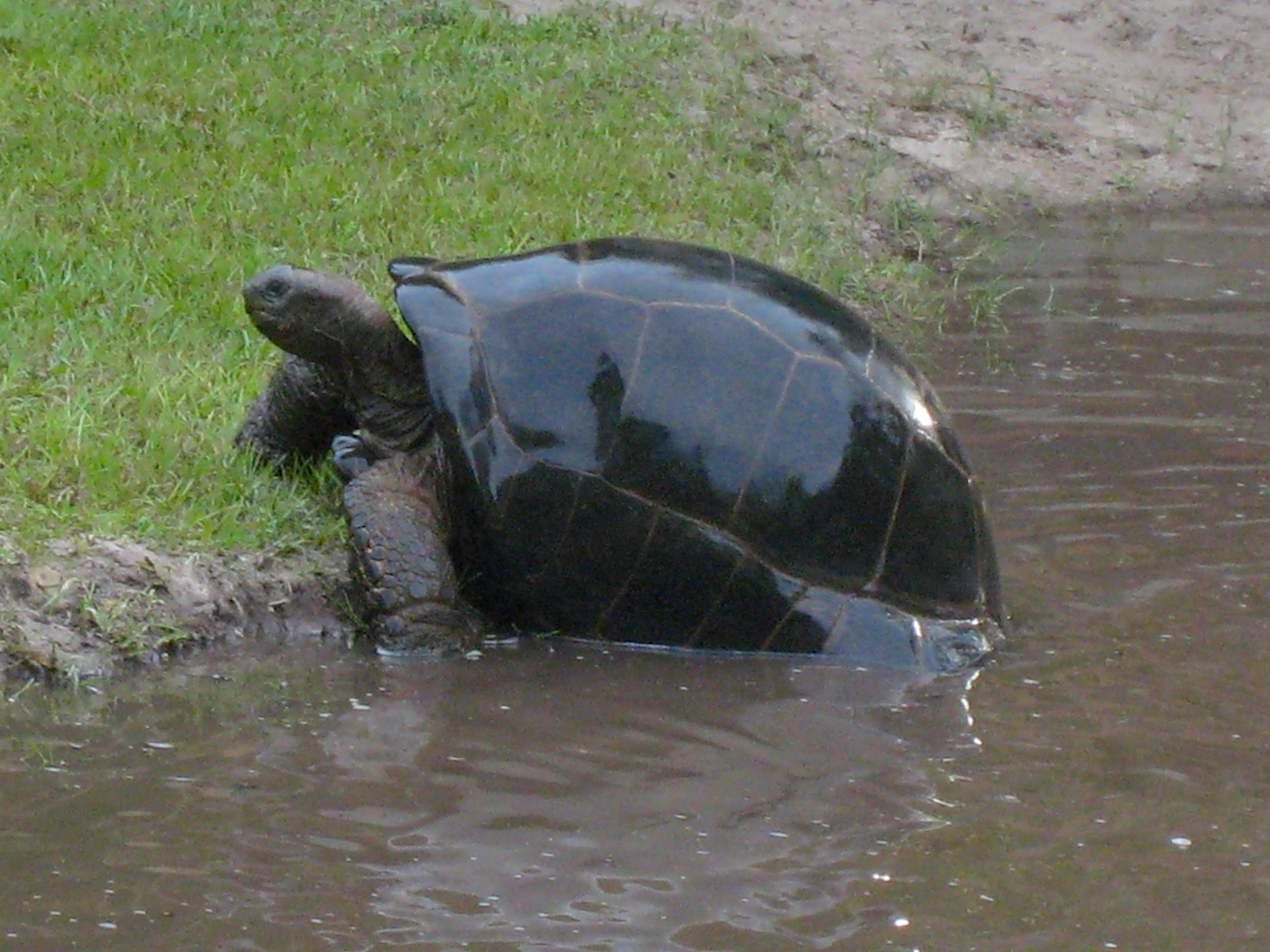 ALDABRA BREEDER