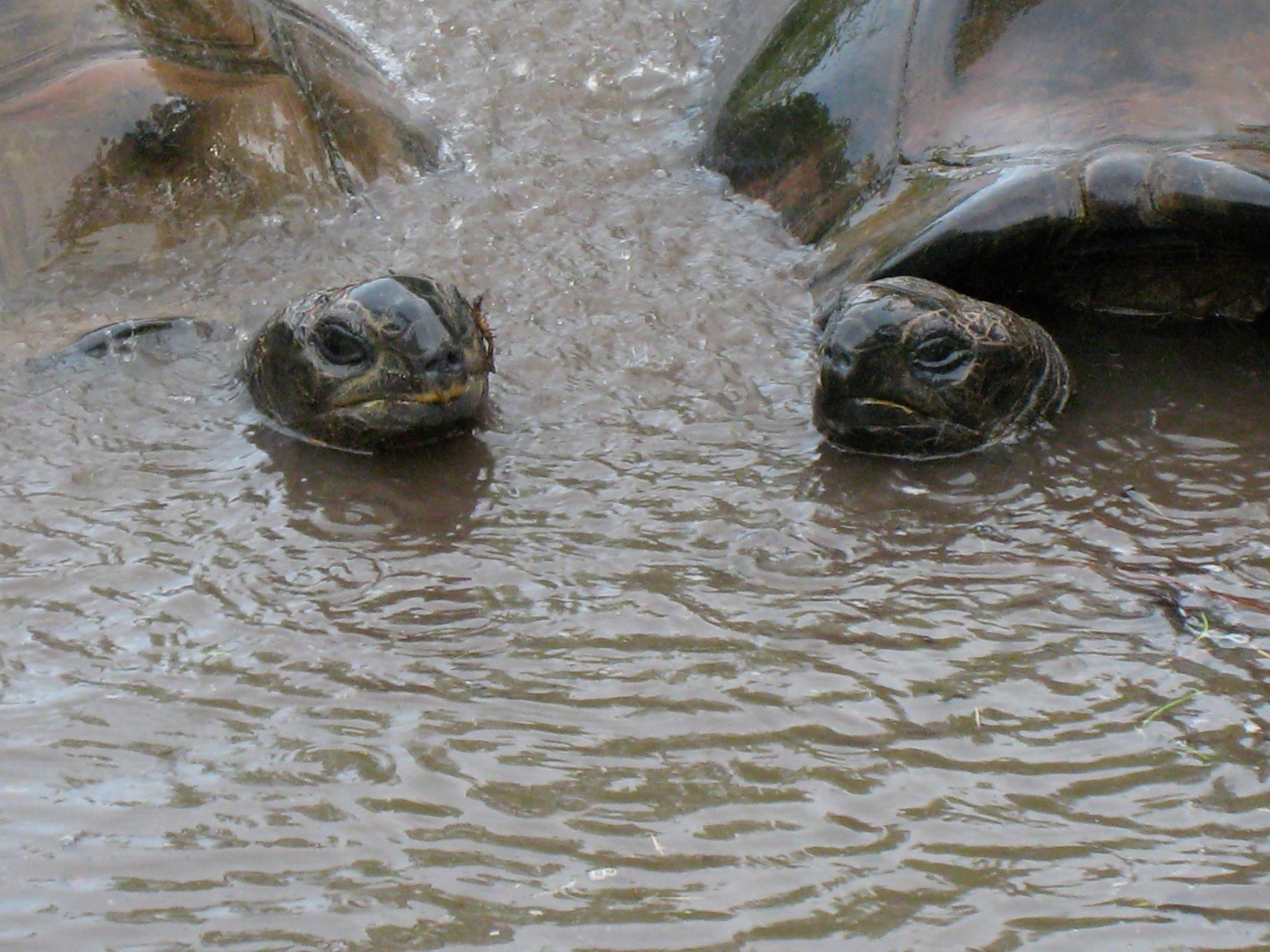 ALDABRA BREEDER