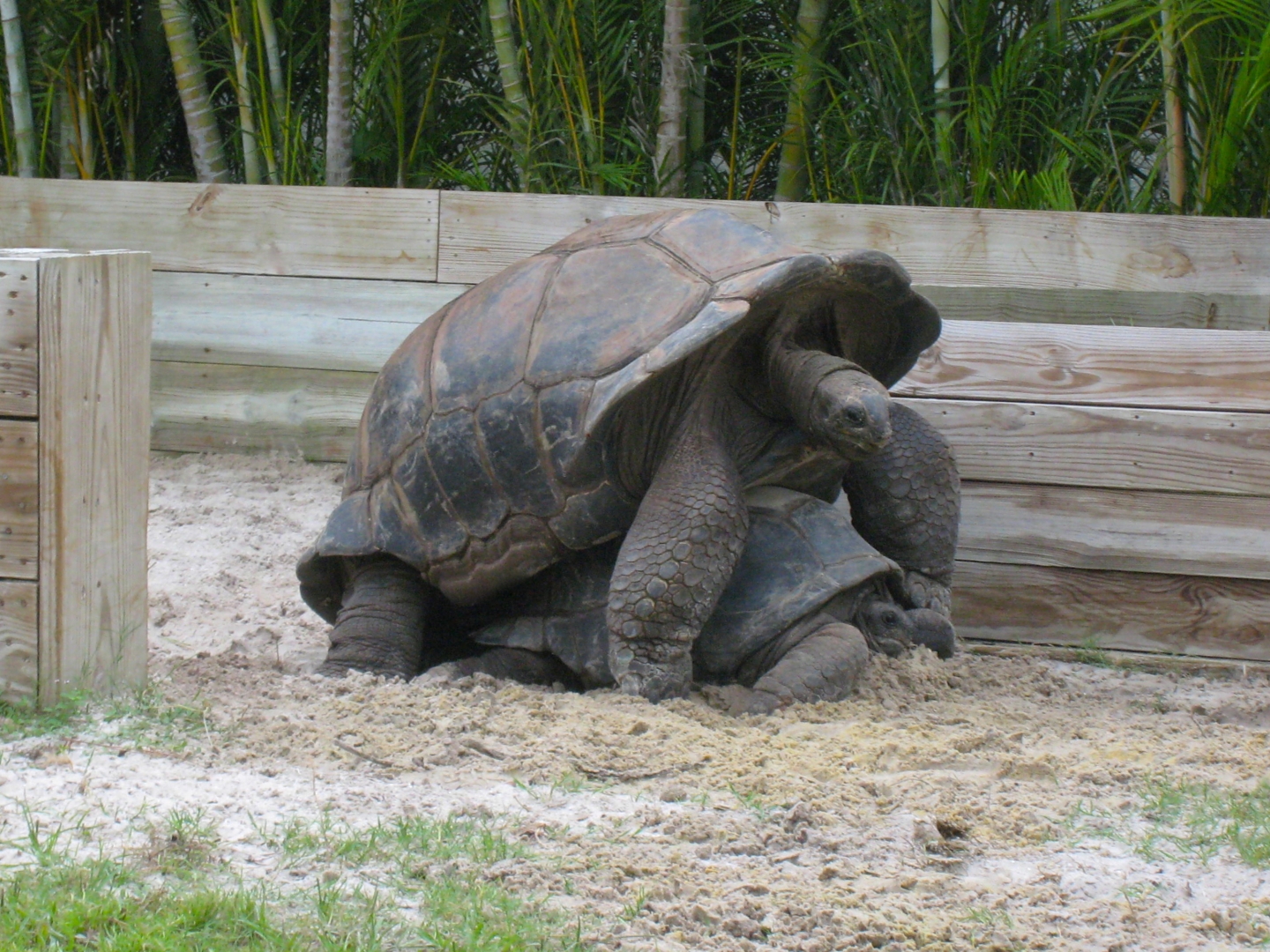 ALDABRA BREEDER