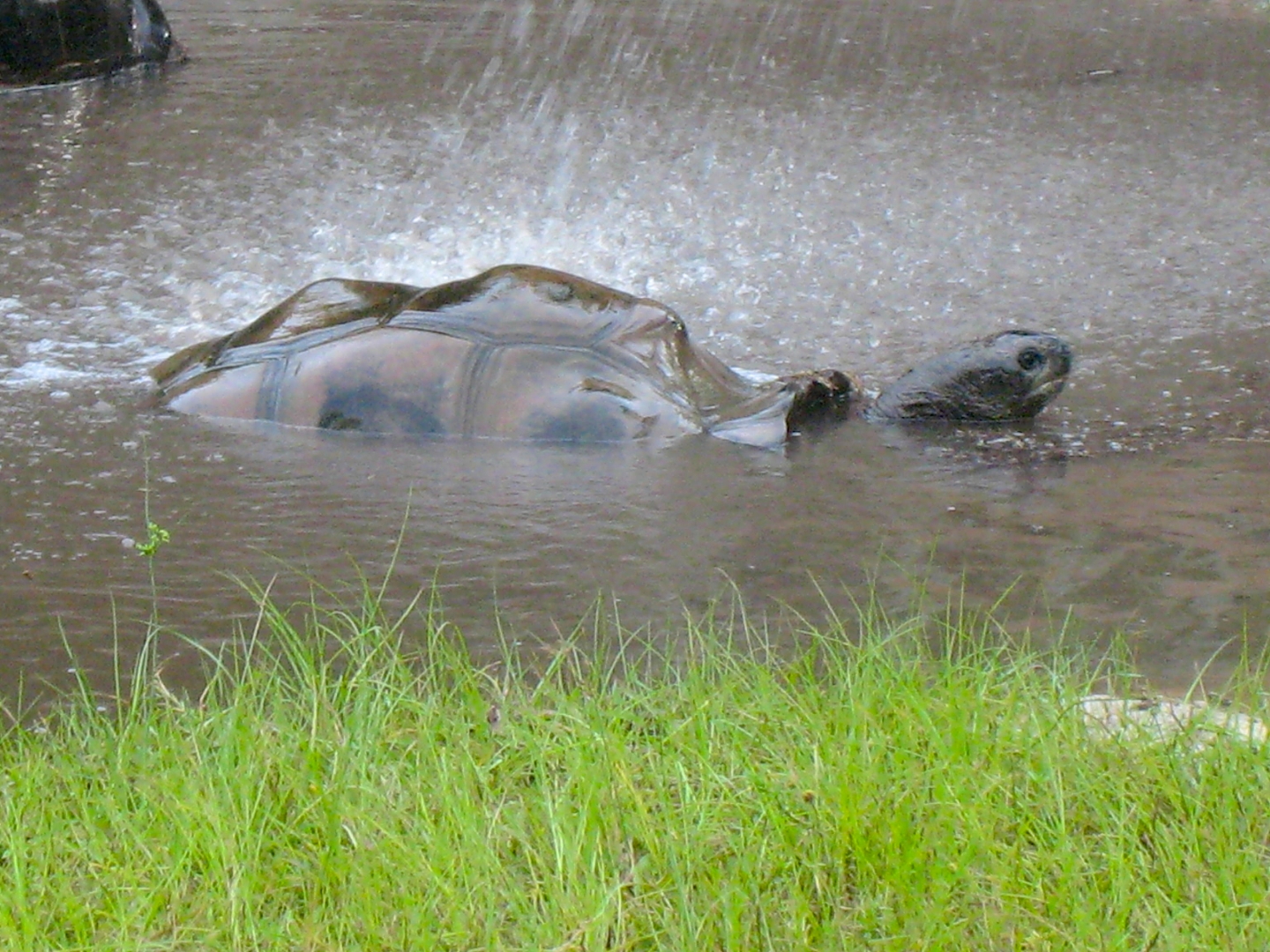 ALDABRA BREEDER
