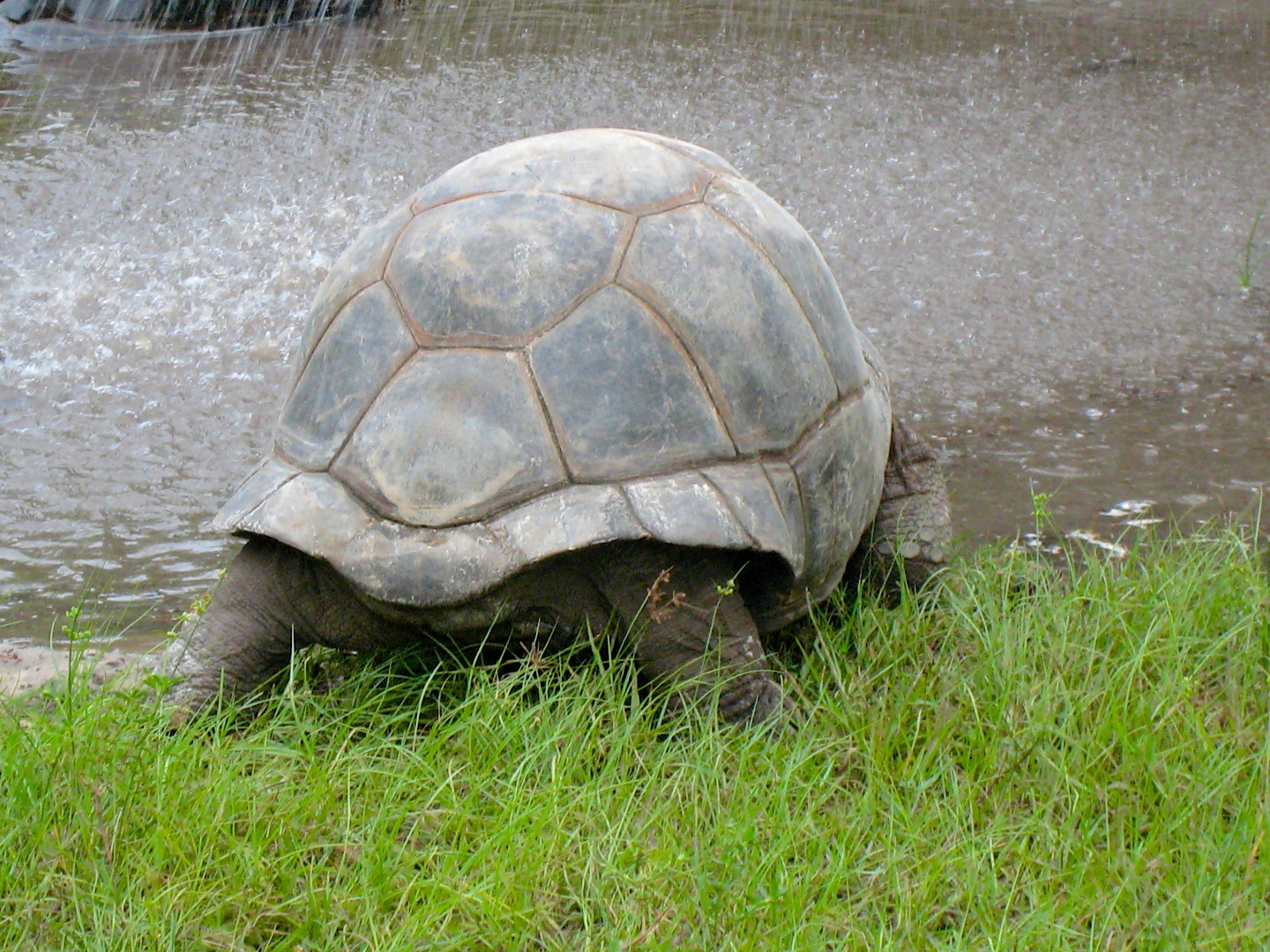 ALDABRA BREEDER