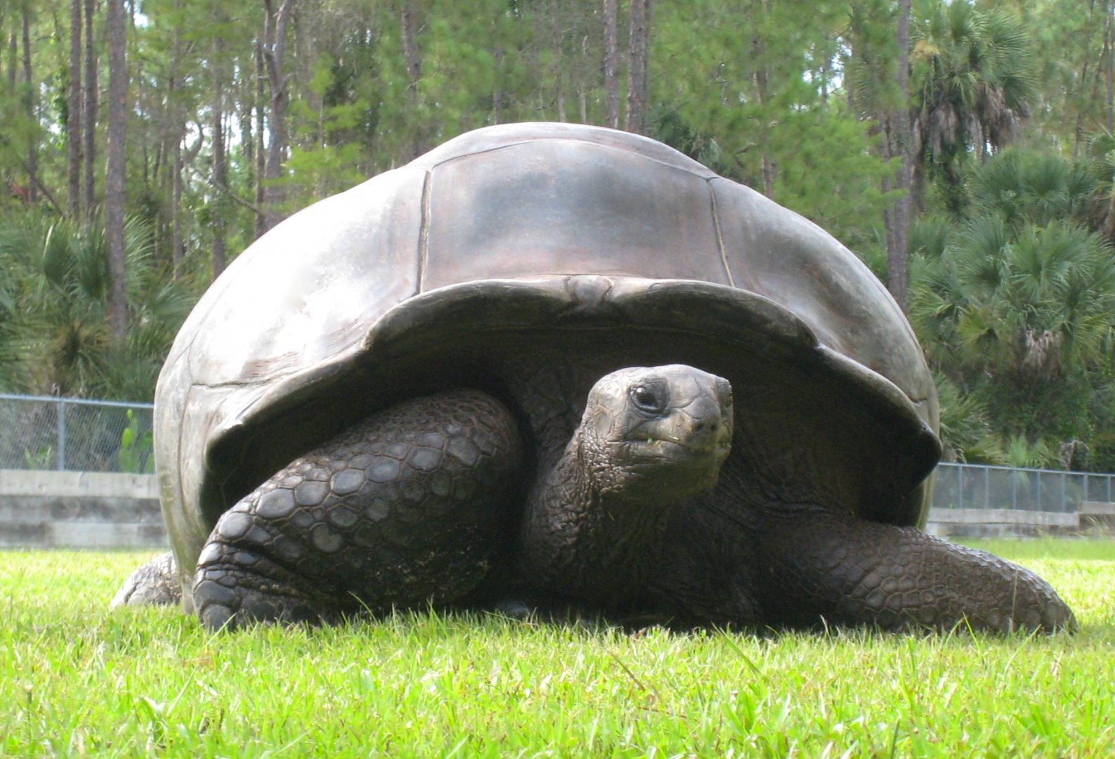 ALDABRA BREEDER